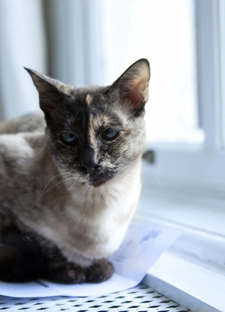 De kat van Ayat
