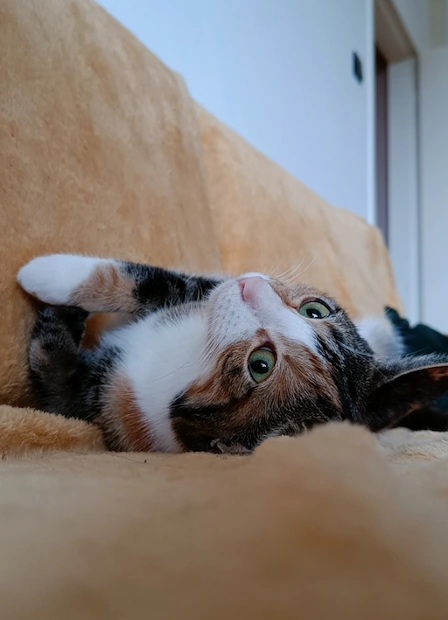 De kat van Ivana