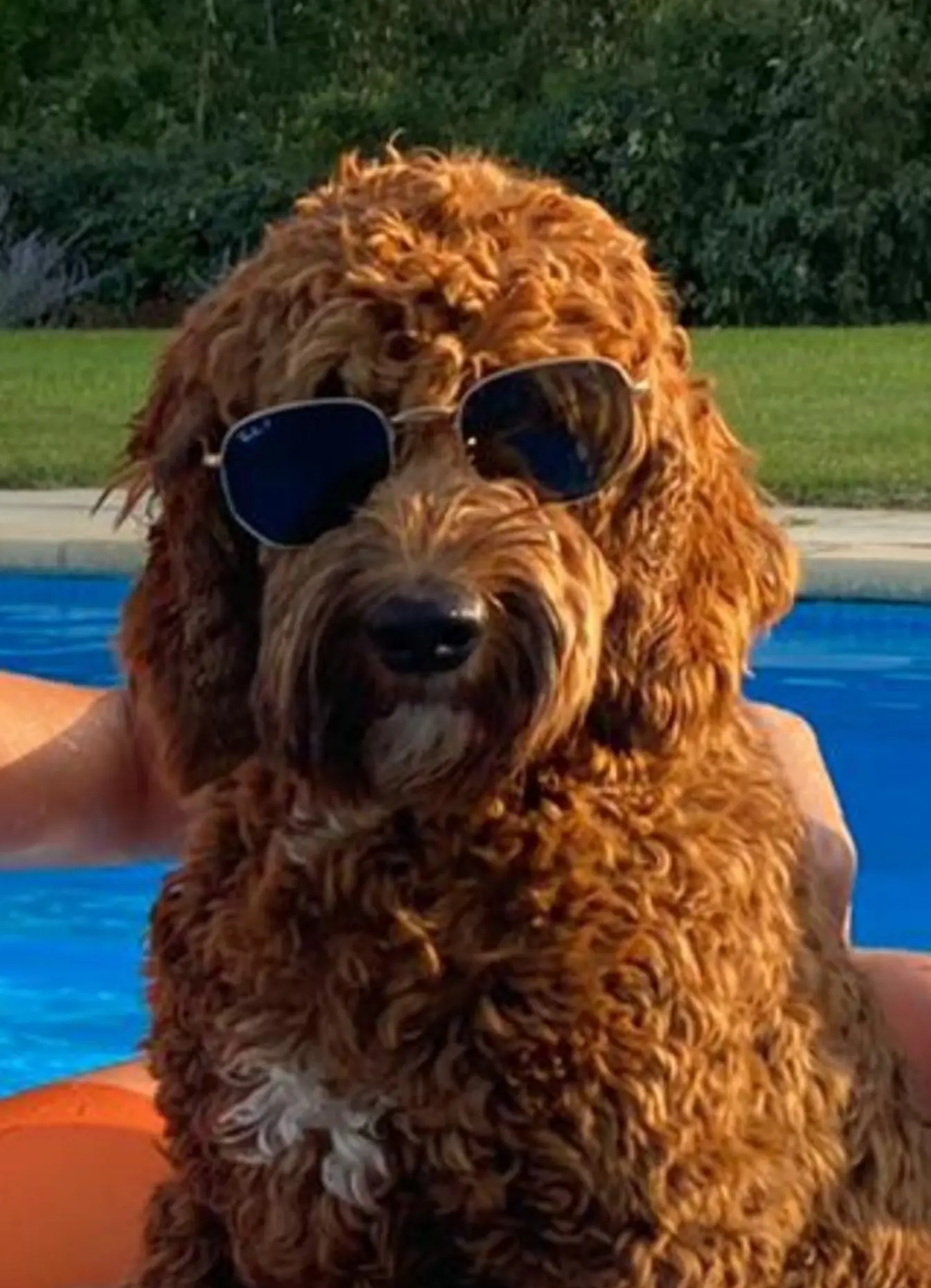 Goudbruine hond met krullende vacht en zonnebril zit ontspannen bij een zwembad.