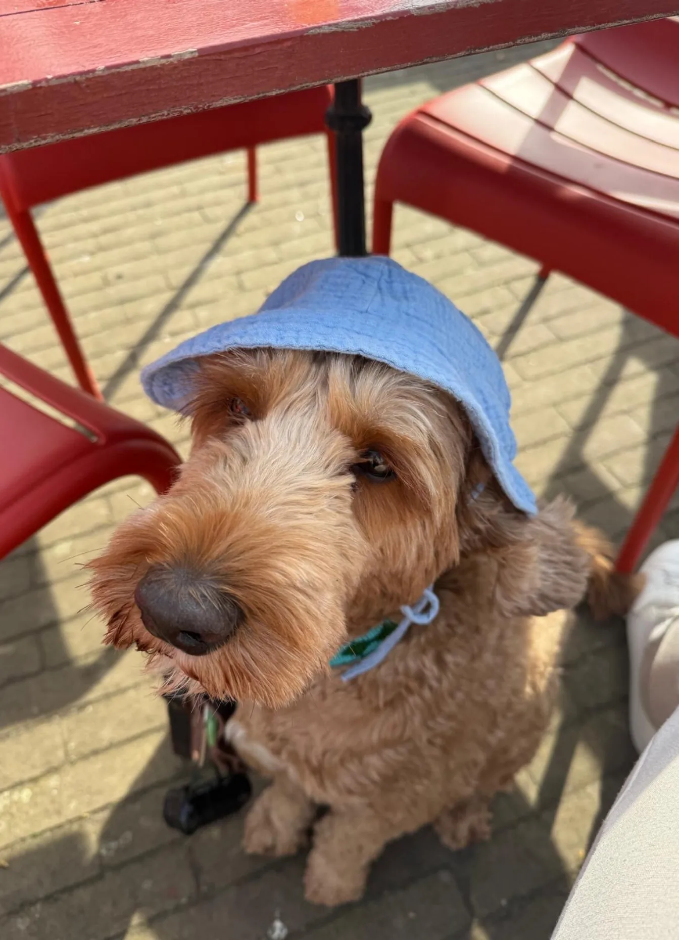 Labradoodle met lichtblauw hoedje zit onder een rood cafétafeltje op een terras.